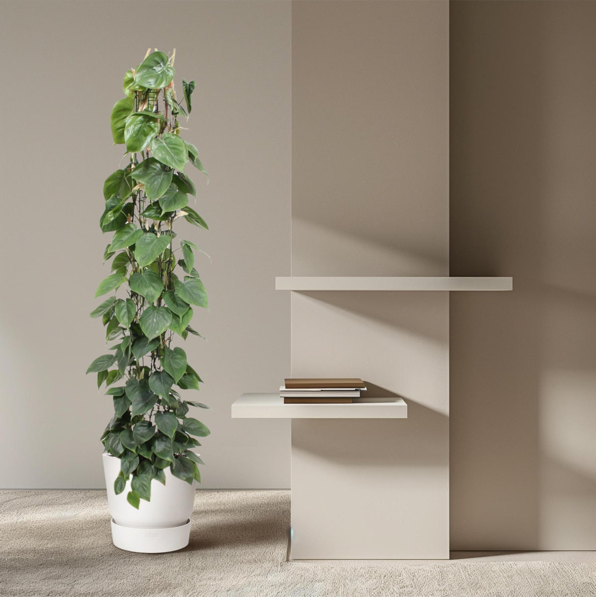 Philodendron Scandens gaasrek