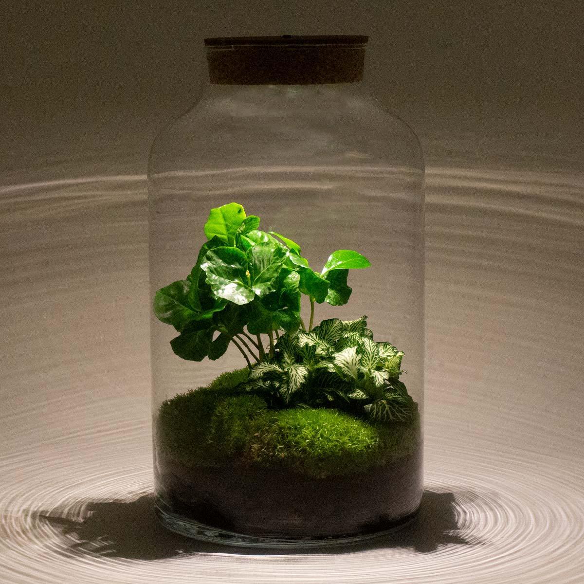 DIY terrarium - Milky Coffea met lampe - ↕ 31 cm - Normal