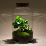 DIY terrarium - Milky Coffea met lamp