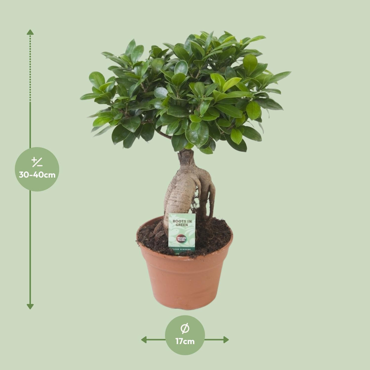 Ficus Ginseng - Ø17cm - ↕40cm