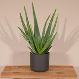 Aloe Vera - Ø12cm - ↕40cm - Ø12 - ↨40cm