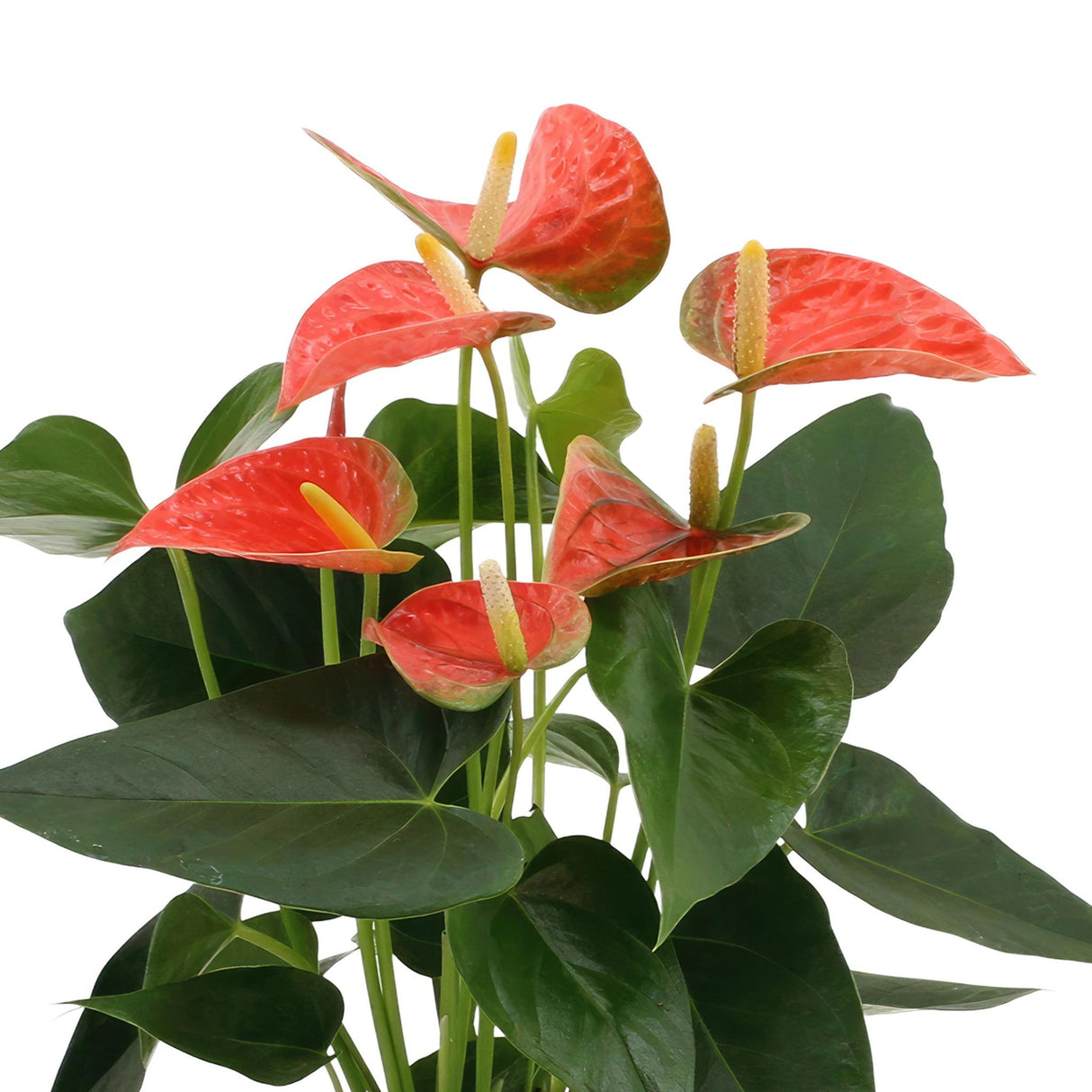 Anthurium andreanum Prince of Orange incl. PURE zinc - 45cm - Ø12