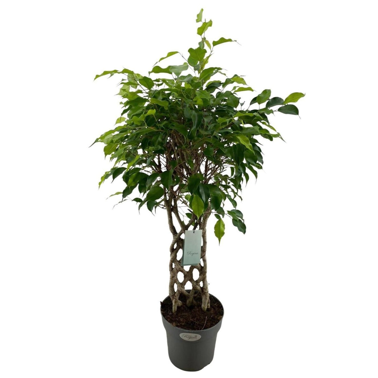 Ficus Benjamina Exotica - Ø24cm - ↕100cm