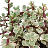 Portulacaria afra Variegata