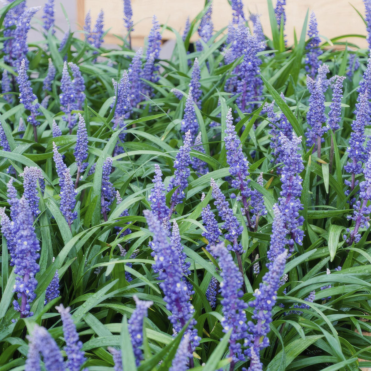 Liriope muscari 'Big Blue'