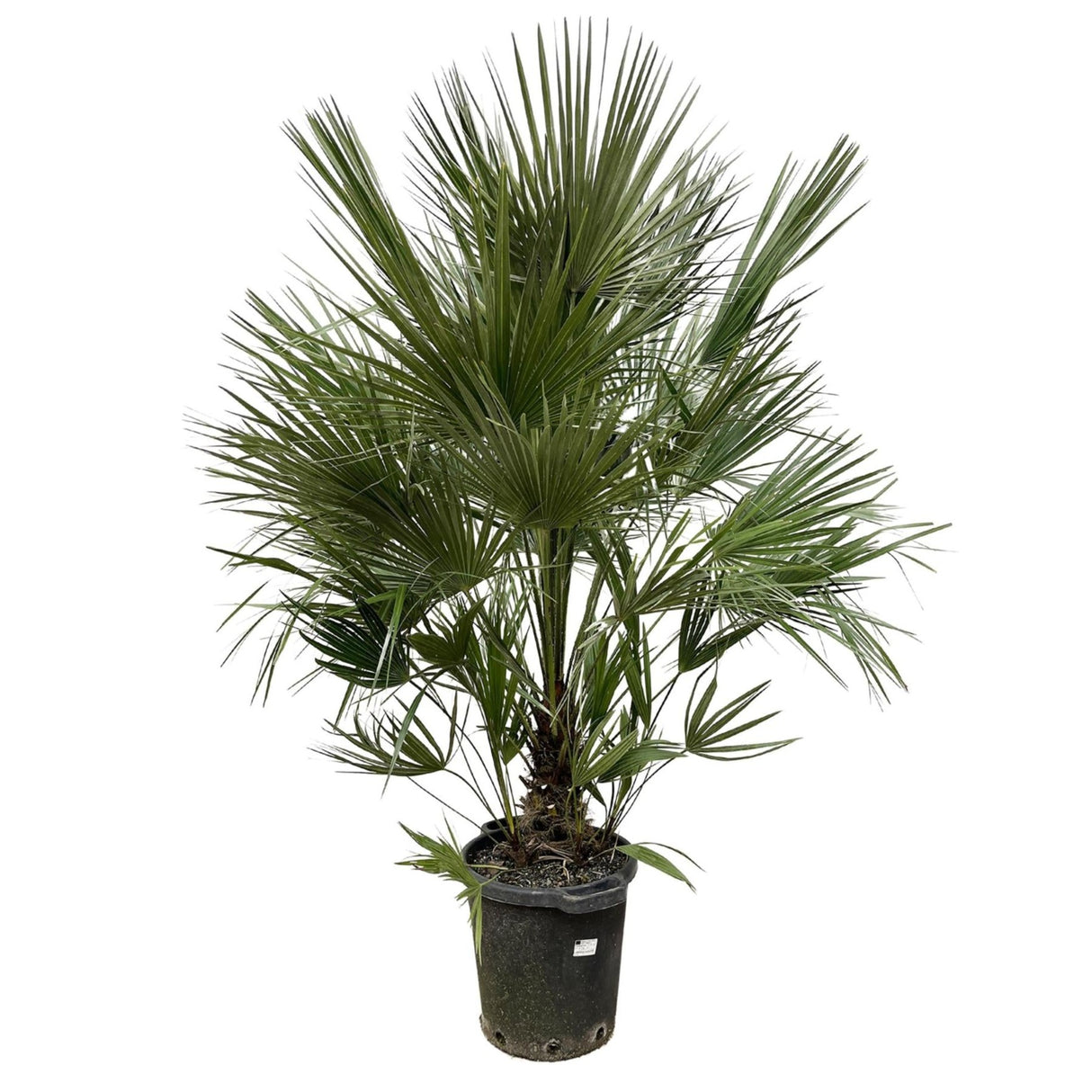 Chamaerops Humilis struik