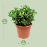 Crassula Ovata - Ø30cm - ↕50cm