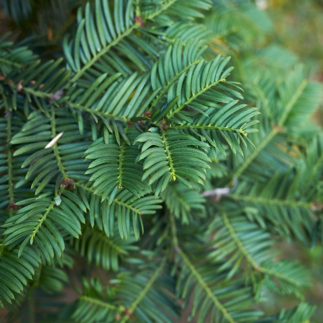 Yew 'Baccata' plants for 10 linear metres of hedge