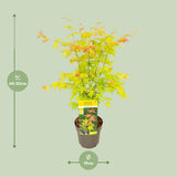 Acer palmatum Orange Dream - Ø19cm - ↕40cm - Ø19 - ↨50cm