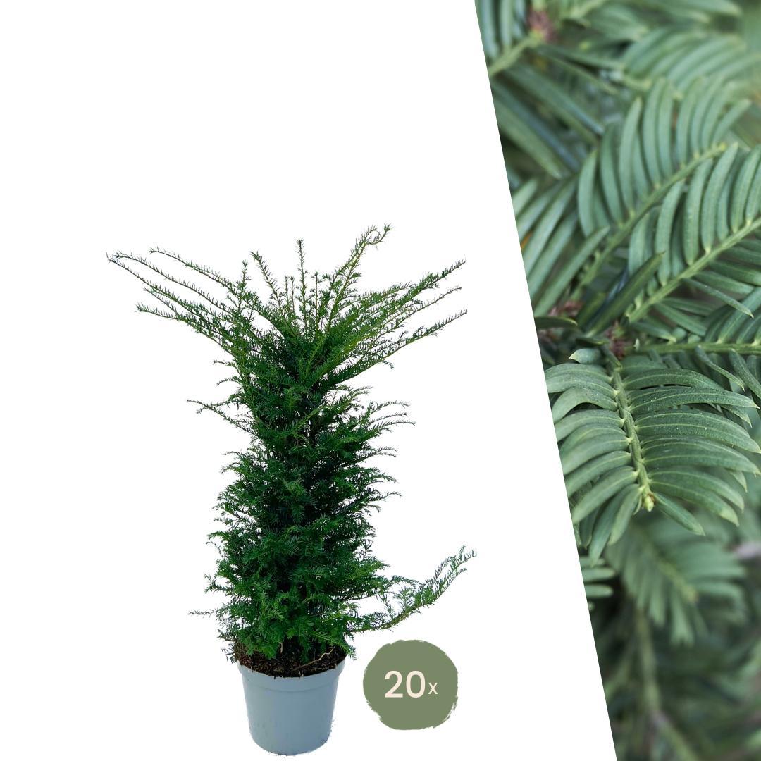 Yew 'Baccata' plants for 10 linear metres of hedge