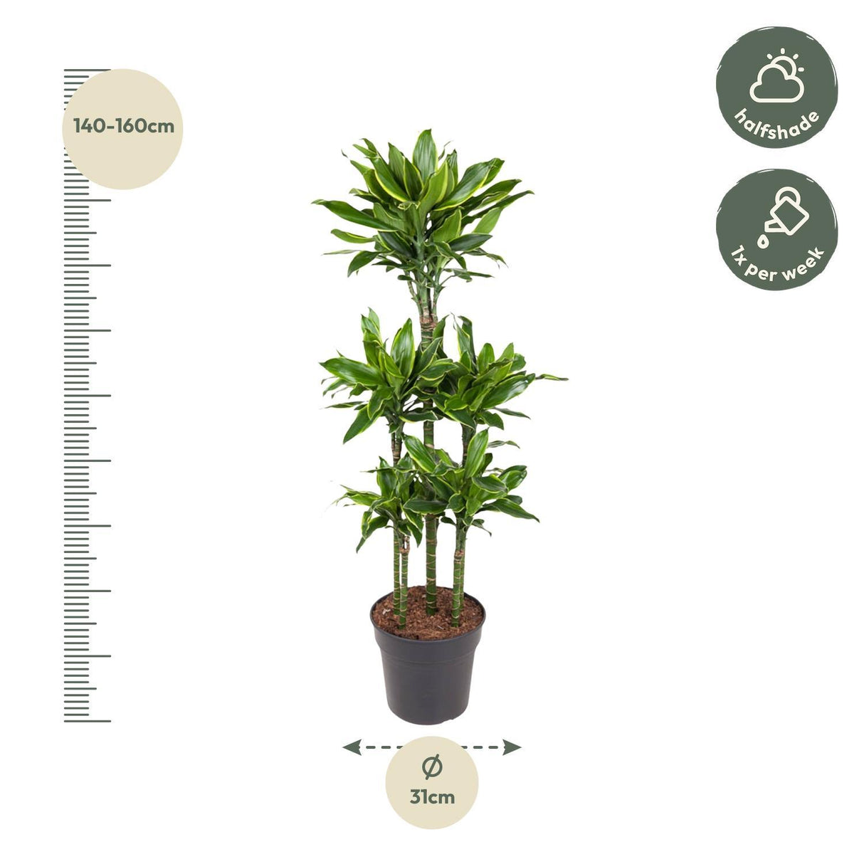 Dracaena Golden Coast Karrusel - 150 cm - ø31