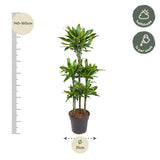 Dracaena Golden Coast Carrousel - 150 cm - ø31