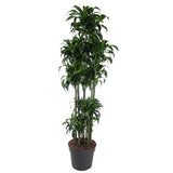 Dracaena Dorado Carrousel