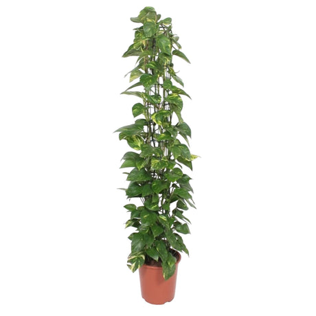 Epipremnum Aureum gaasrek - 160 cm - ø27