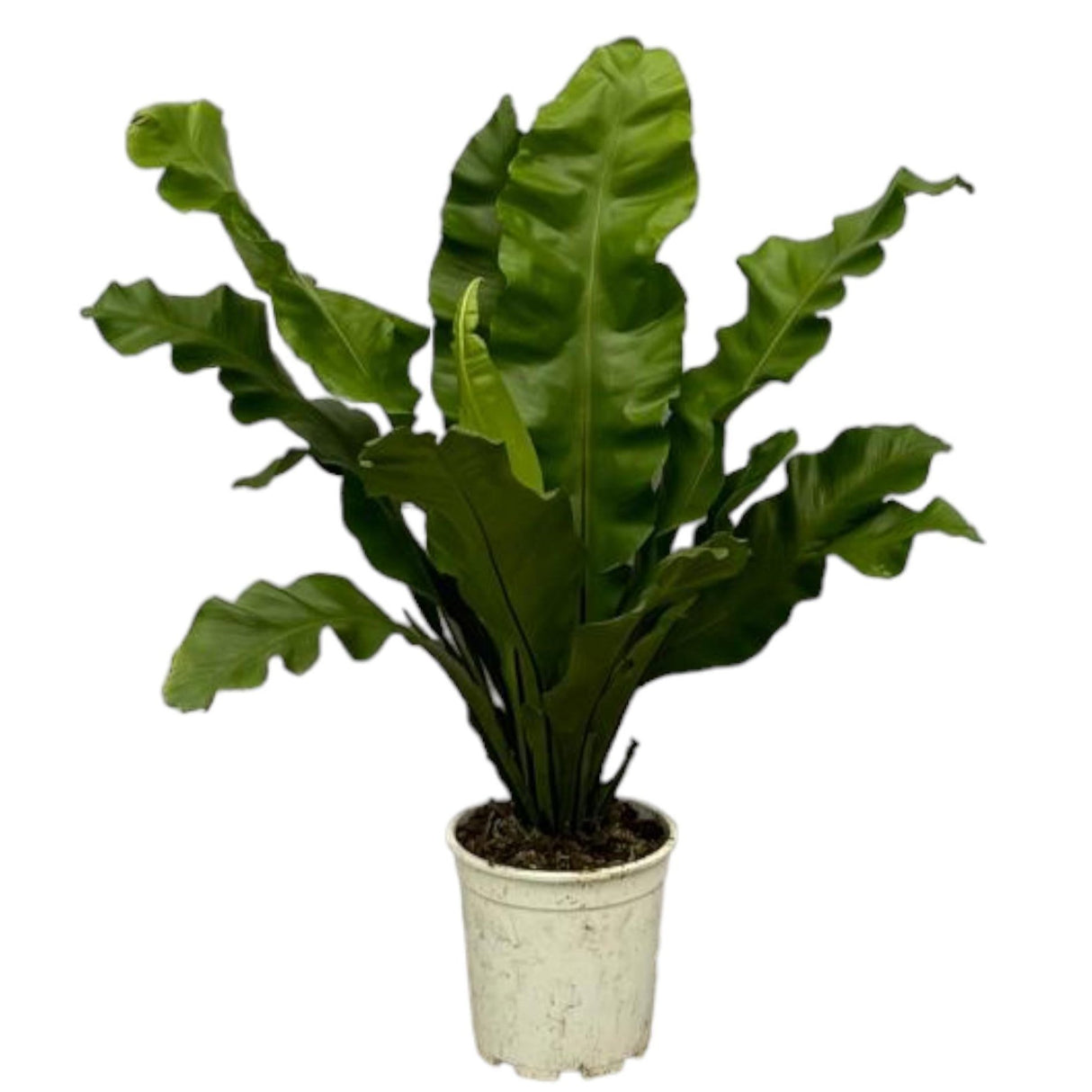 Asplenium Nidum - 80 cm - Ø21cm