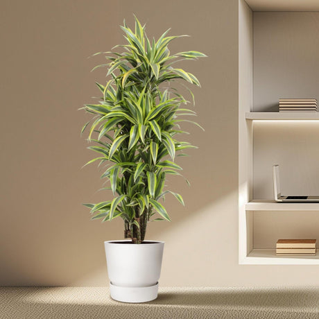 Dracaena Lemon Lime - 150 cm - ø30