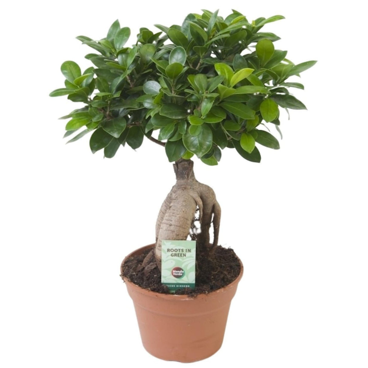 Ficus Ginseng - Ø17cm - ↕40cm