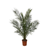 Phoenix Canariensis