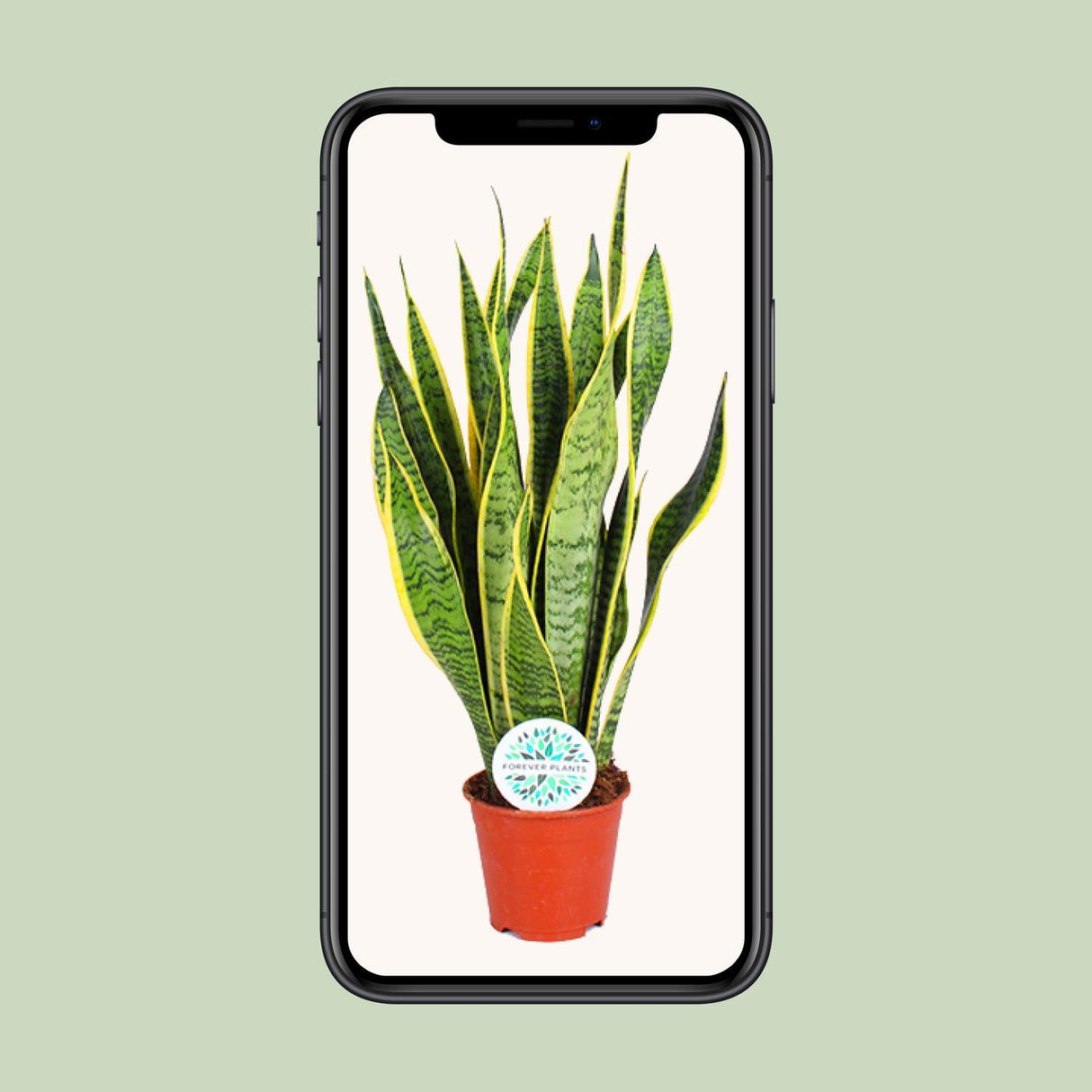 Sansevieria Trifasciata Laurentii