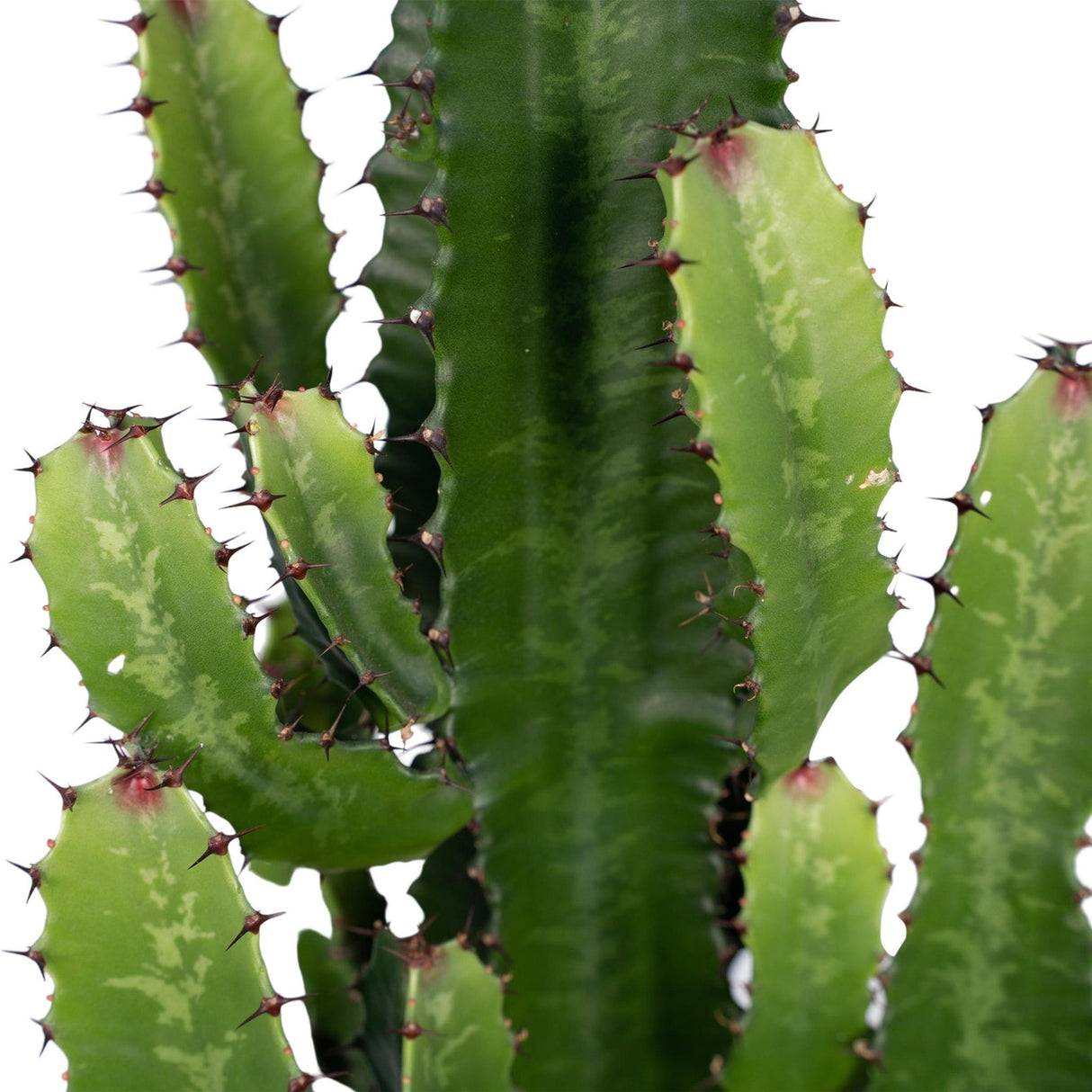 Euphorbia Acrurensis - Ø24cm - ↕90cm - Ø24 - ↨60cm 