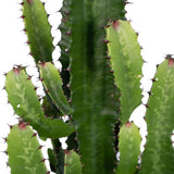 Euphorbia Acrurensis - Ø24cm - ↕90cm - Ø24 - ↨60cm 