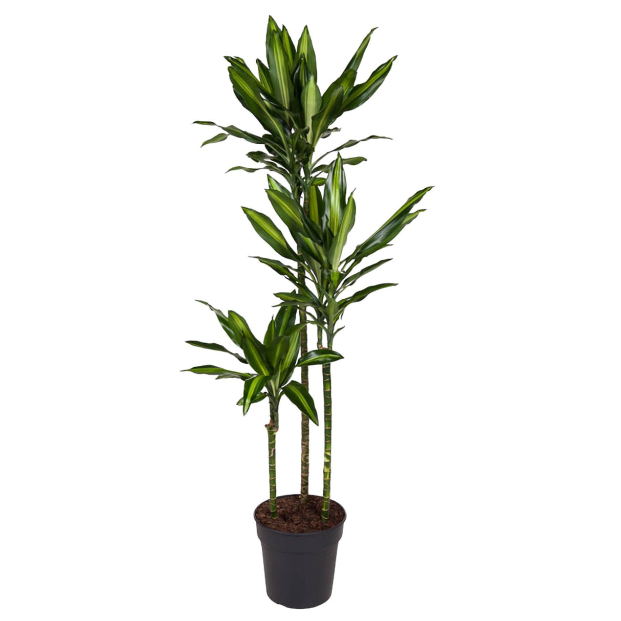 Dracaena Cintho