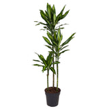 Dracaena Cintho