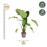 Alocasia Portodora - 150 cm - ø32