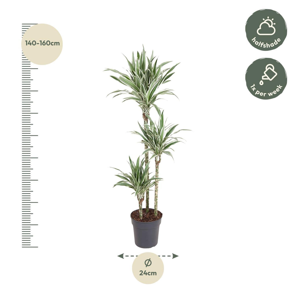 Dracaena White Stripe