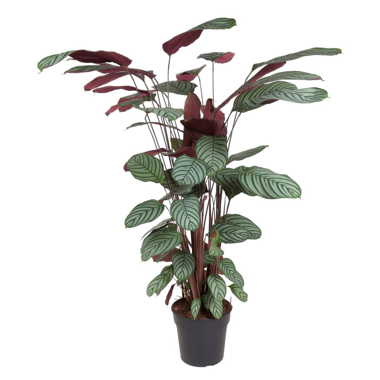 Calathea Oppenheimiana - 140 cm - ø27