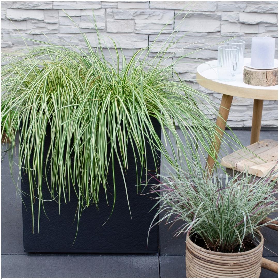 6 x Carex hachijoensis 'Evergold' - Ø 14 cm - ↨ 25 cm