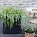 6 x Carex hachijoensis 'Evergold' - Ø 14 cm - ↨ 25 cm