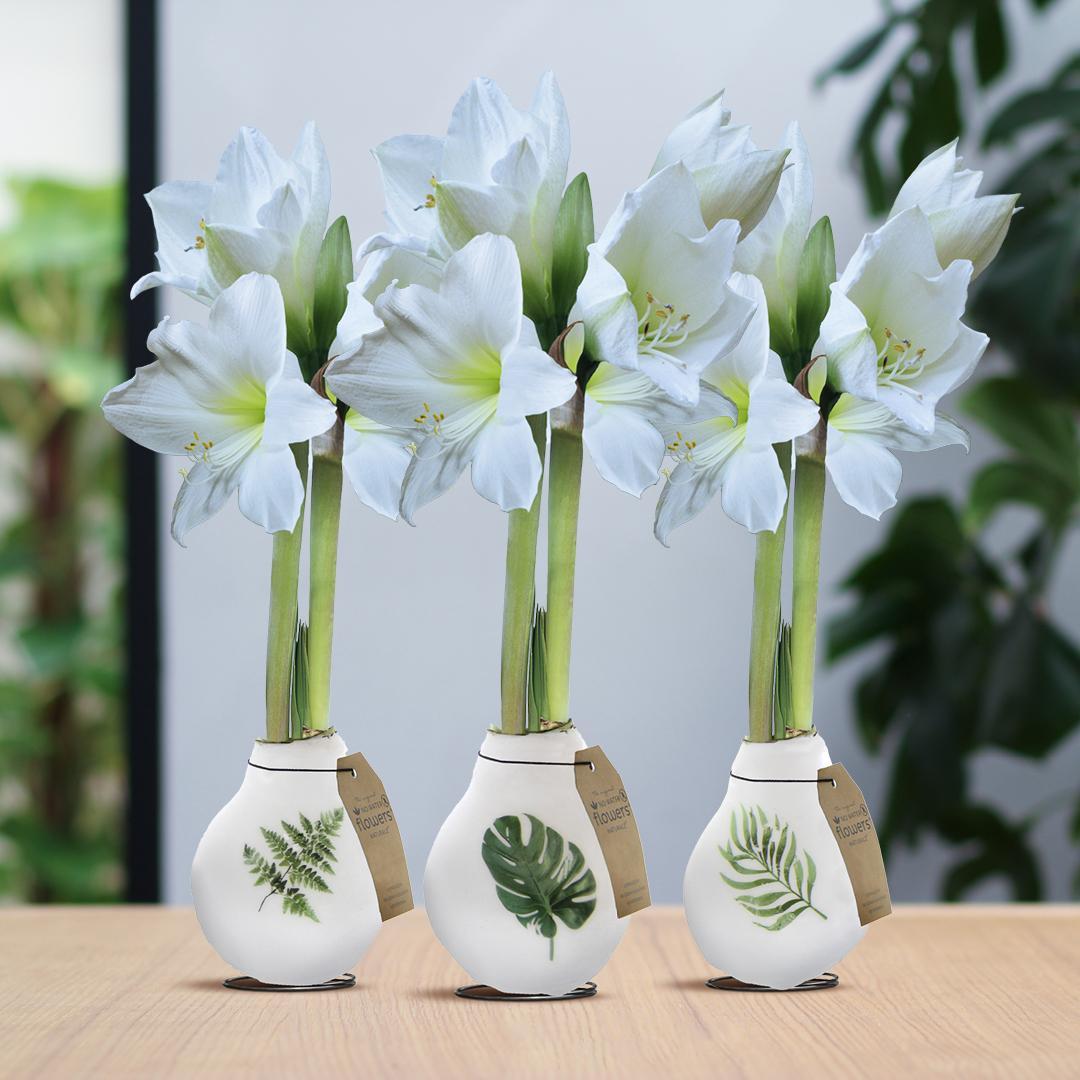 No Water Flowers + White flower (3 pack)