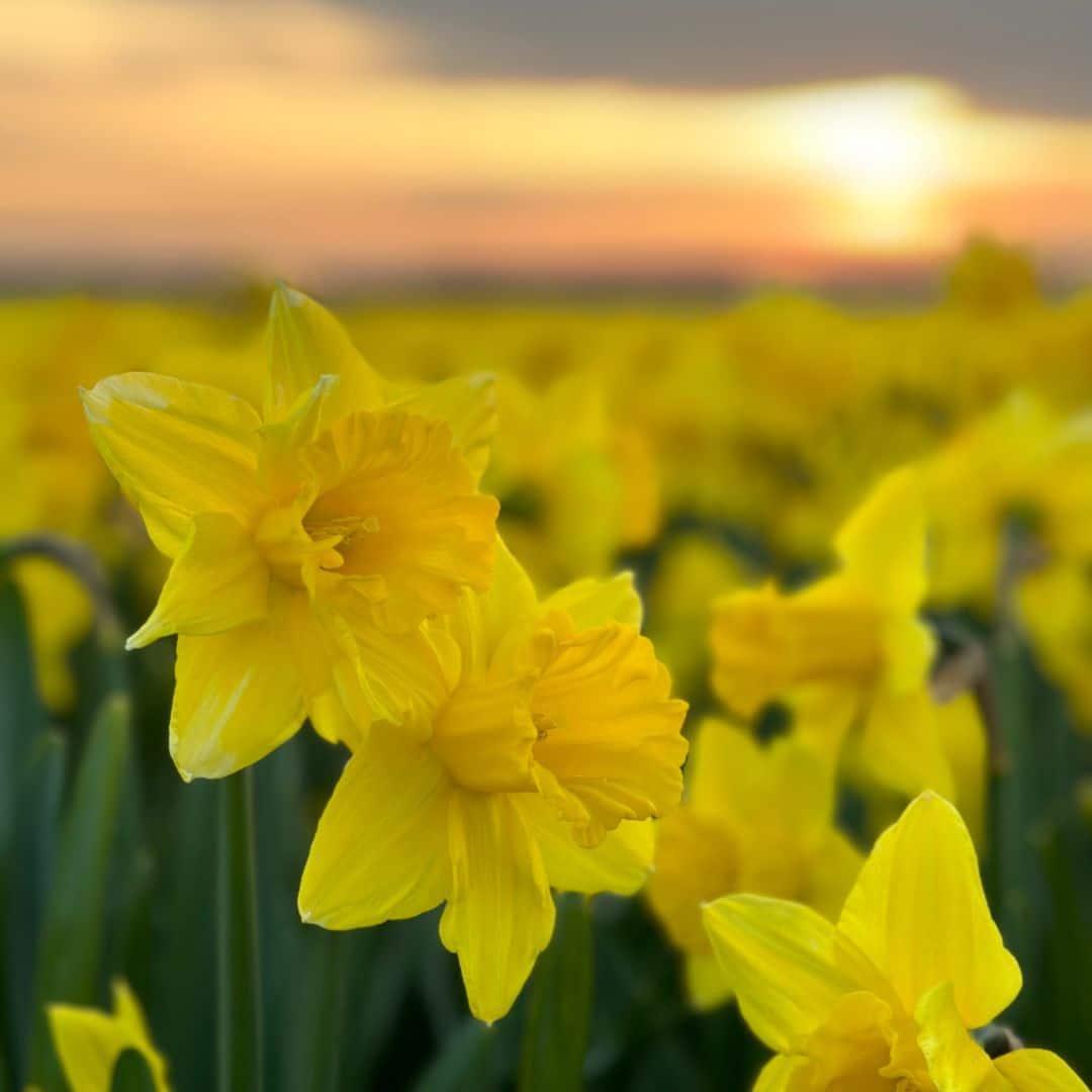 Blomsterløg Amsterdam - Hollandsk Mester - 10 bloembollen - Maat 12/14