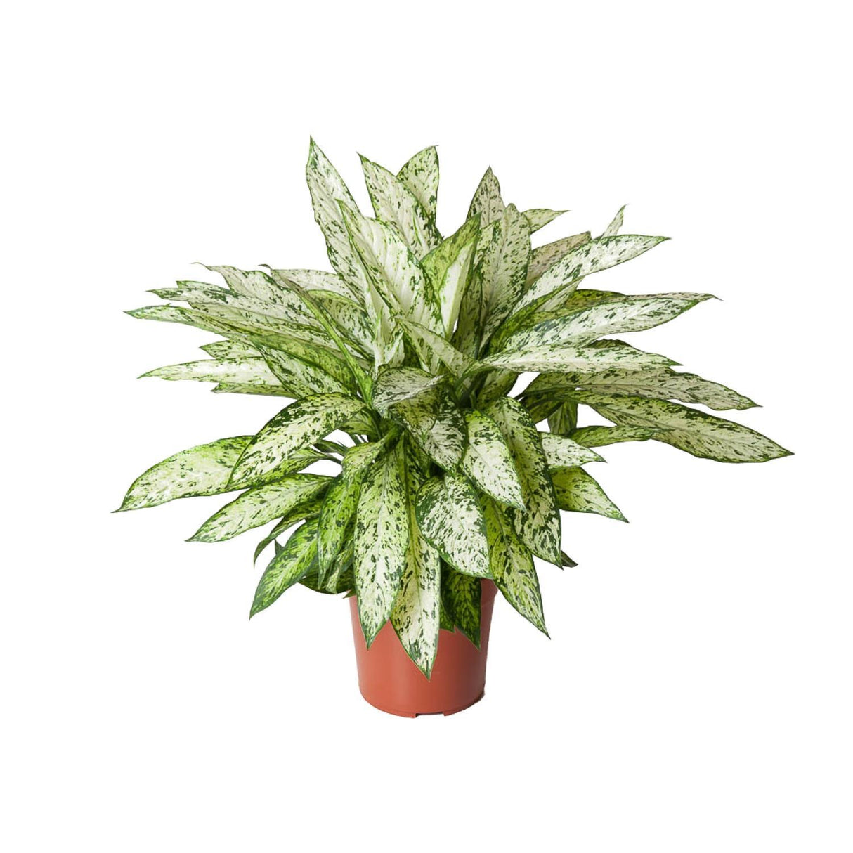 Dieffenbachia Vesuvius