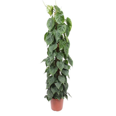 Philodendron Scandens mosstok