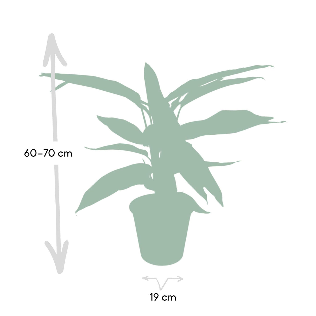 Calathea Triostar - Peacock Plantt - Ø19cm - ↕70cm