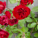 3x - Rosa Crazy in love 'Red' - ↨65cm - Ø15