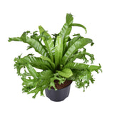 Asplenium Nidus Crissie - Ø23cm - ↕55cm