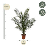 Phoenix Canariensis