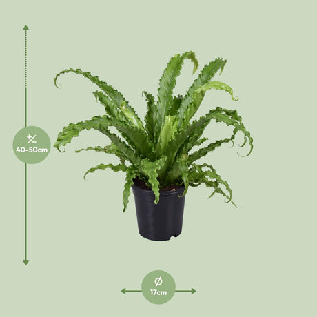 Asplenium Antiquum Osaka - Ø17cm - ↕45cm