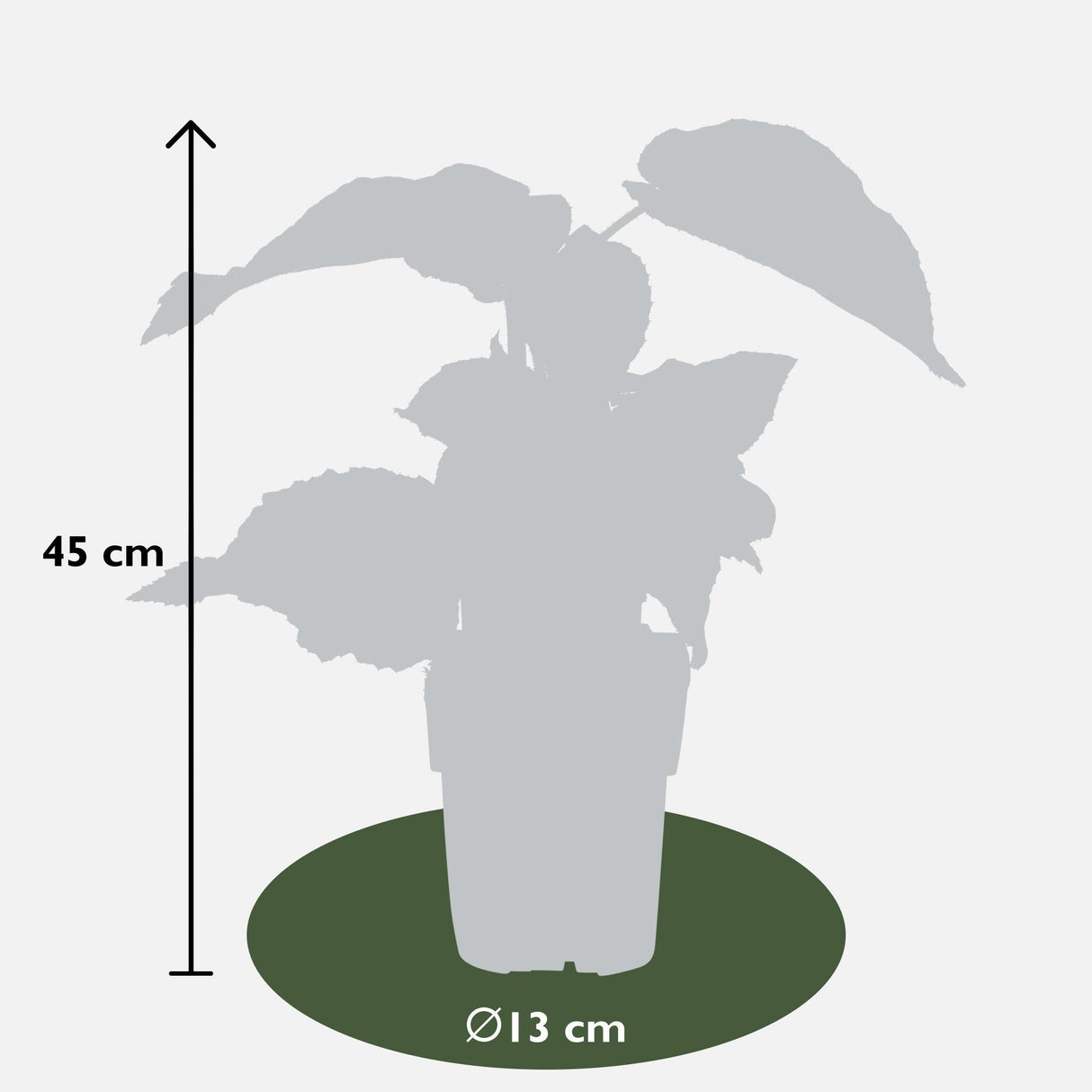 3x - Actinidia delciosioa 'Jenny' - ↨45cm - Ø13