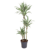 Dracaena White Stripe