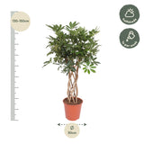 Schefflera Arboricola Compacta gevlochten stam