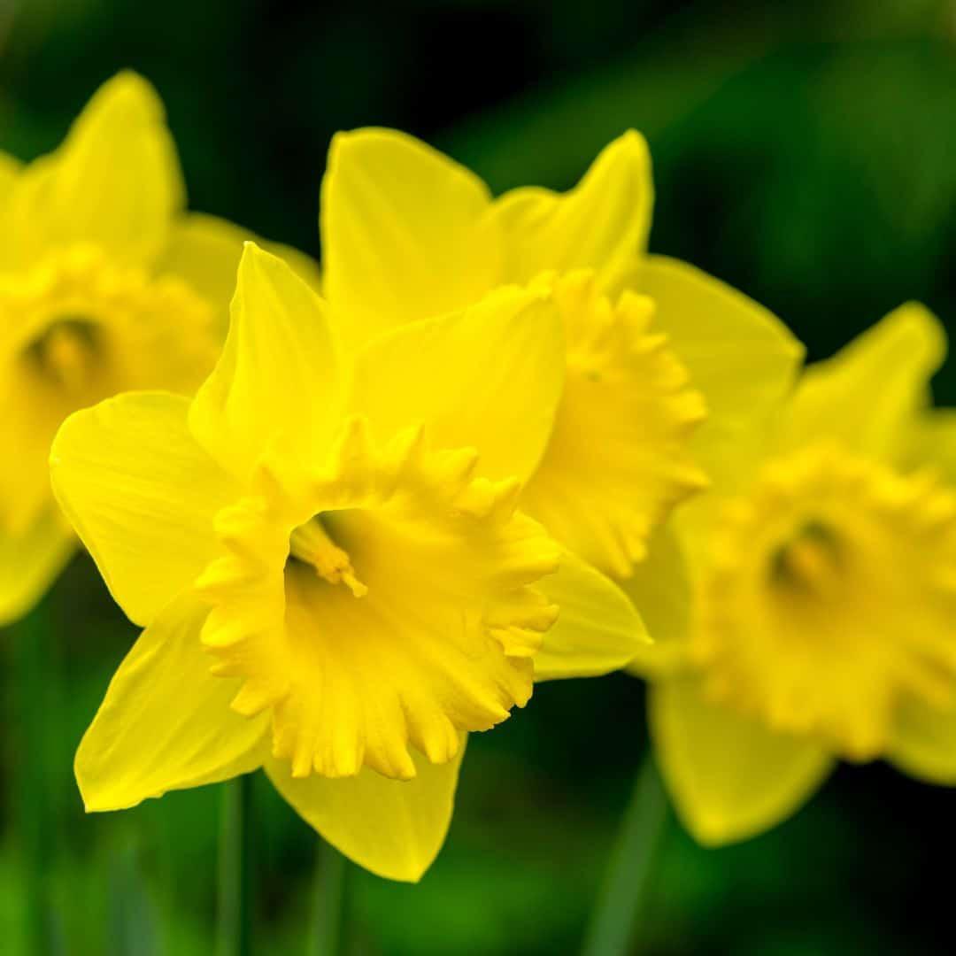 Blomsterløg Amsterdam - Hollandsk Mester - 10 bloembollen - Maat 12/14