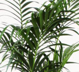 Kentia Palm