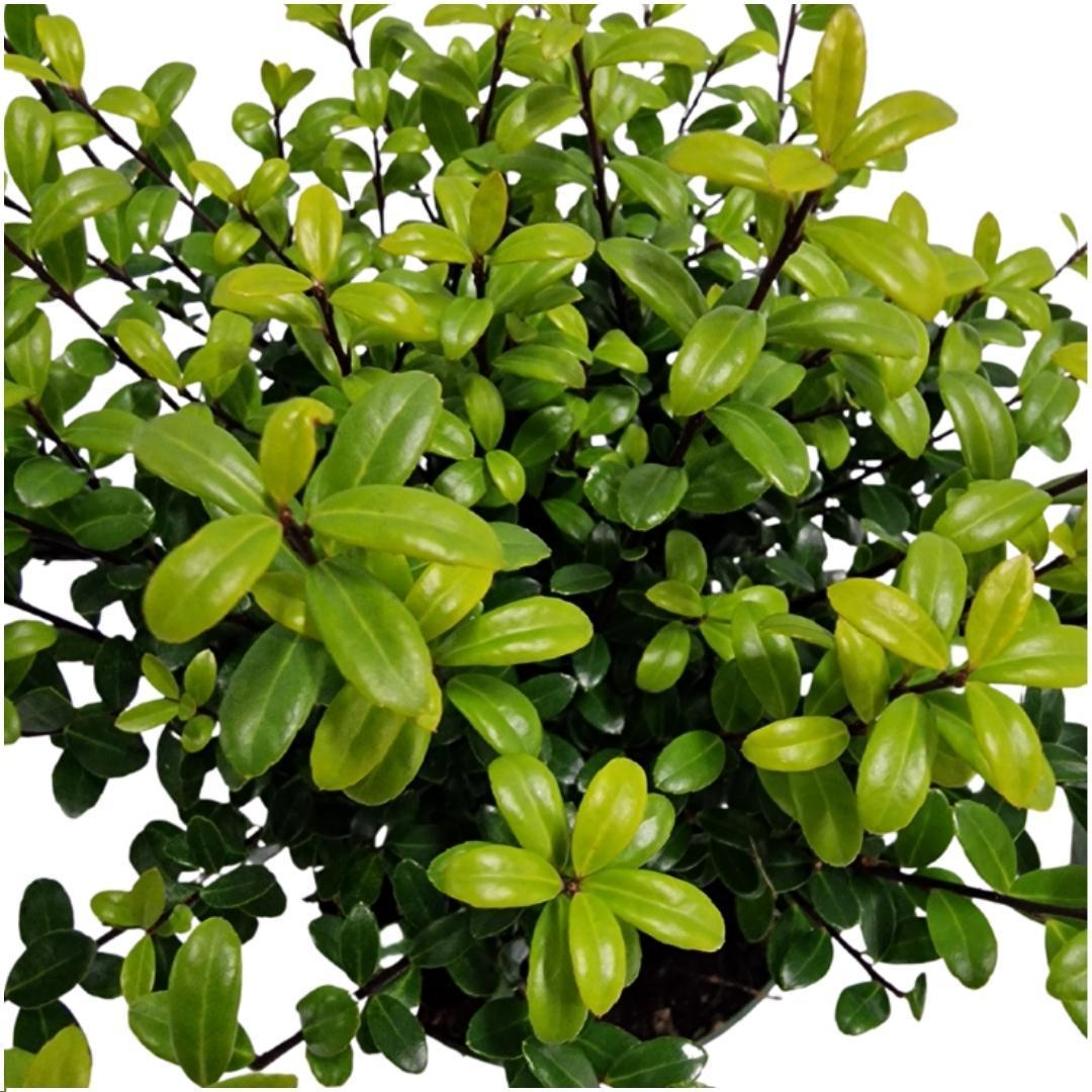 24 x Ilex crenata 'Jenny' ® - Ø12 cm - ↕20 cm