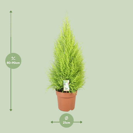 Cupressus Goldcrest Wilma - Ø21cm - ↕90cm