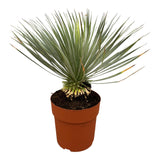 Yucca Rostrata op stam