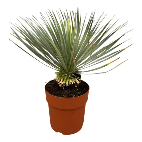 Yucca Rostrata op stam